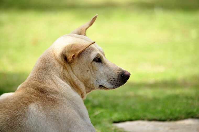 Closeup of yellow Phu Quoc Ridgeback dog