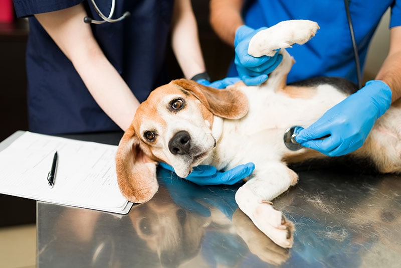 Perro beagle lindo y hermoso acostado en la mesa de examen en el veterinario.  Dos veterinarios examinan a una mascota enferma y asustada con un estetoscopio