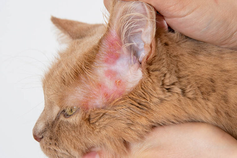 Diagnosis of scabies or mange in cats