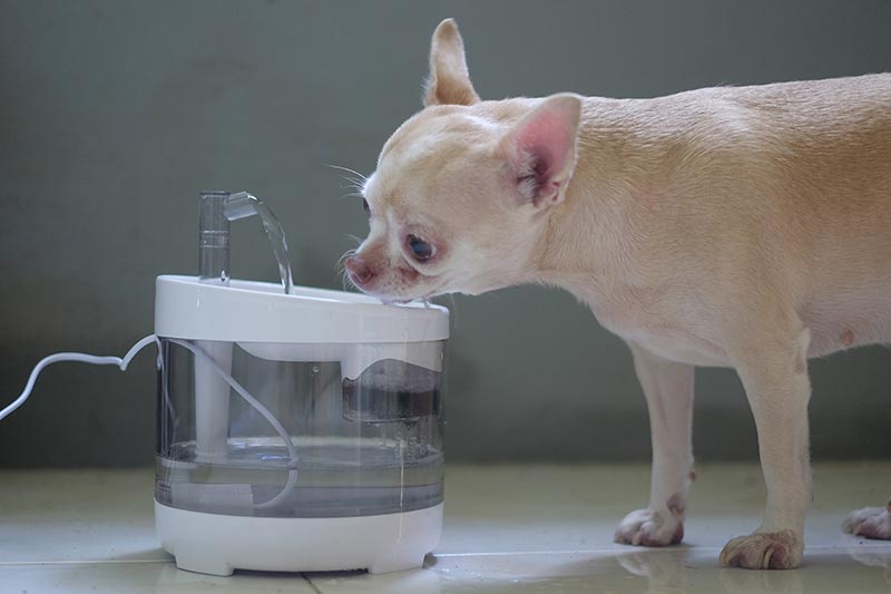 dog drinking water in white pet water fountain