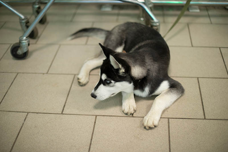 Dog in shop. Pet is waiting for owner. Dog of Husky breed. Animal lies on floor