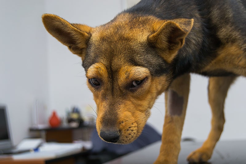 Dog with anaphylactic reaction after Vitamin K injection