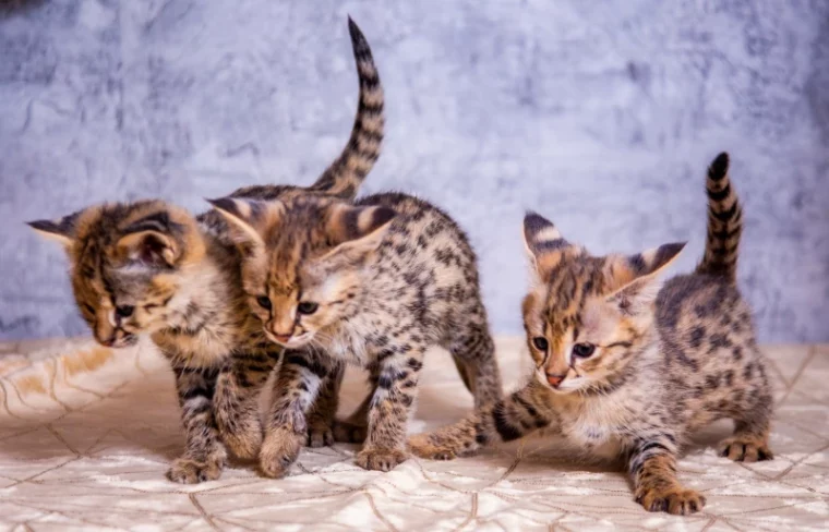 F1 Savannah cat kittens