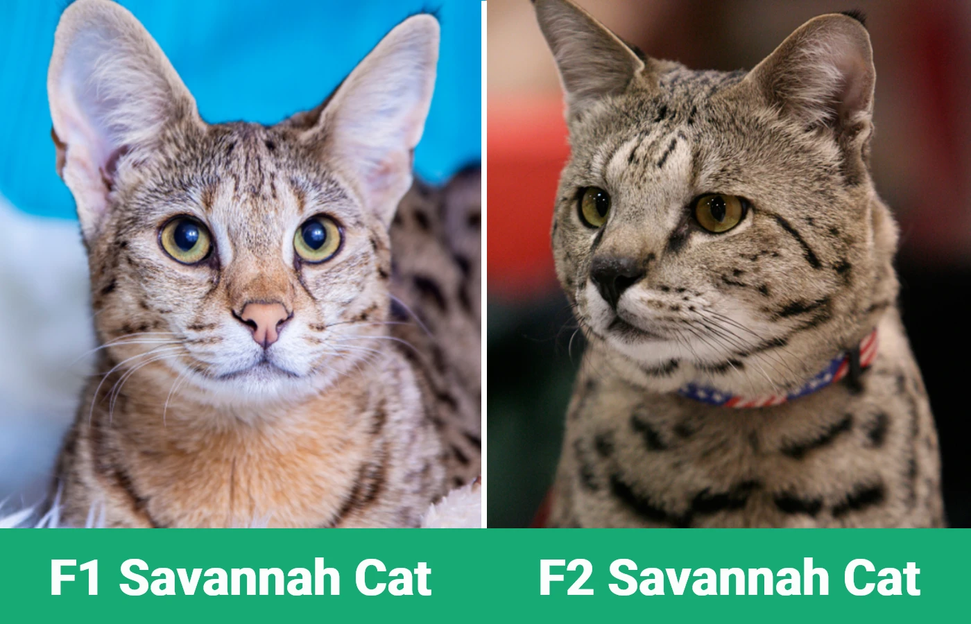F1 vs F2 Savannah - Visual Differences