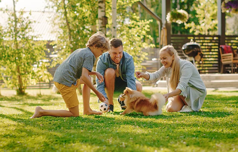 Familia de cuatro que se divierten jugando con un lindo perrito Pomerania en el patio trasero.  Padre, madre, hijo Mascota Fluffy Smart Puppy, aprende y entrena sus comandos.  Día soleado de verano en una casa suburbana idílica