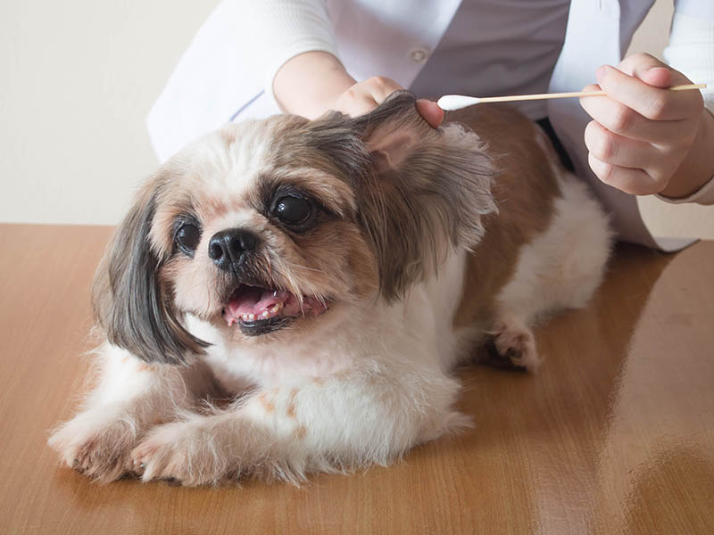 Veterinario femenino limpiando las orejas de un buen perro Shih tzu con una varita limpiadora de orejas o un hisopo de algodón