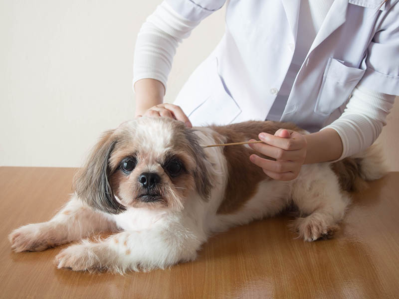 Female veterinarian cleaning ears to nice Shih tzu dog