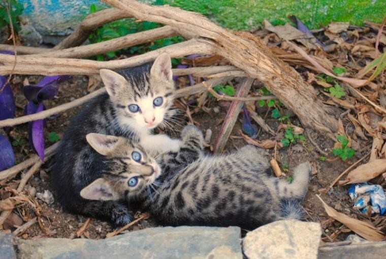 Feral kittens lying on the ground