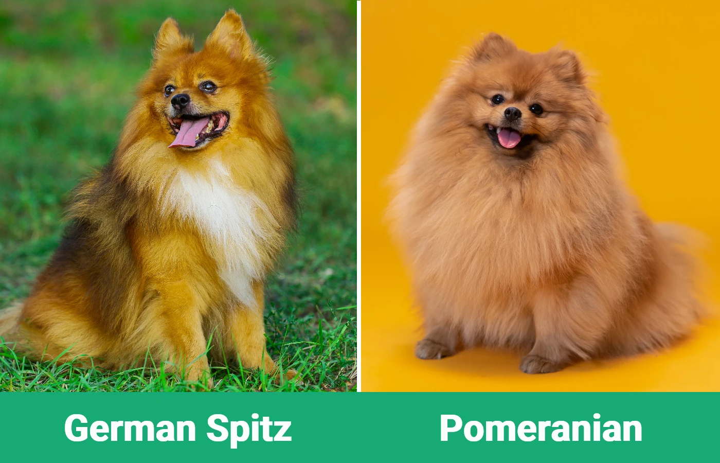 German Spitz vs Pomeranian - Visual Differences