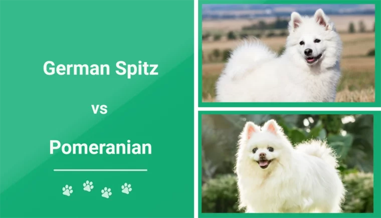 German Spitz vs Pomeranian - Featured Image