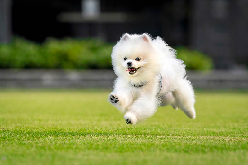 Happy white Pomeranian running in a park in Singapore