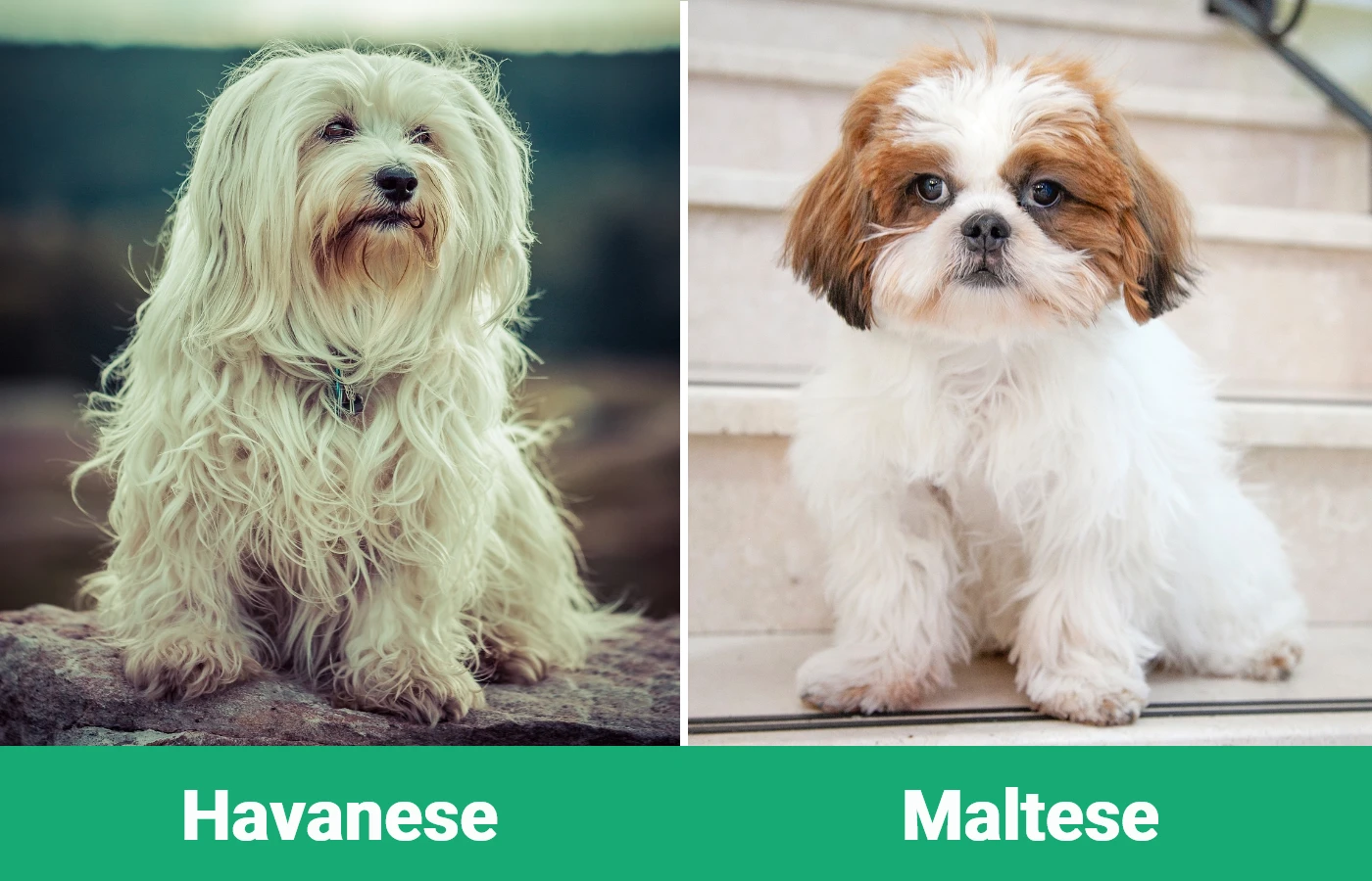 Havanese vs Maltese - Visual Differences