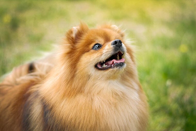 Incredibly beautiful red-haired Pomeranian in the park