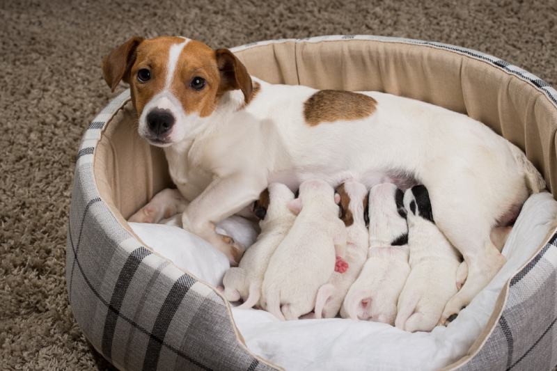 Jack Russell Terrier dog feeding her puppies
