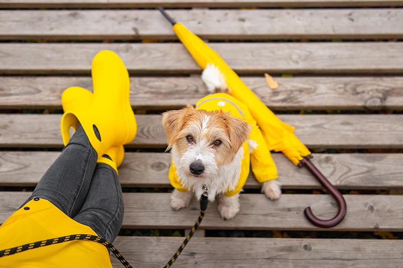 Jack Russell Terrier puppy in a yellow raincoat sits at the feet of a girl in boots.