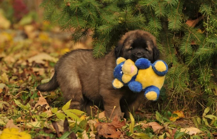 Leonberger puppy with a dog toy
