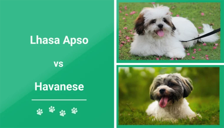 Lhasa Apso vs Havanese - Featured Image