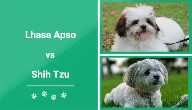 Lhasa Apso vs Shih Tzu - Featured Image