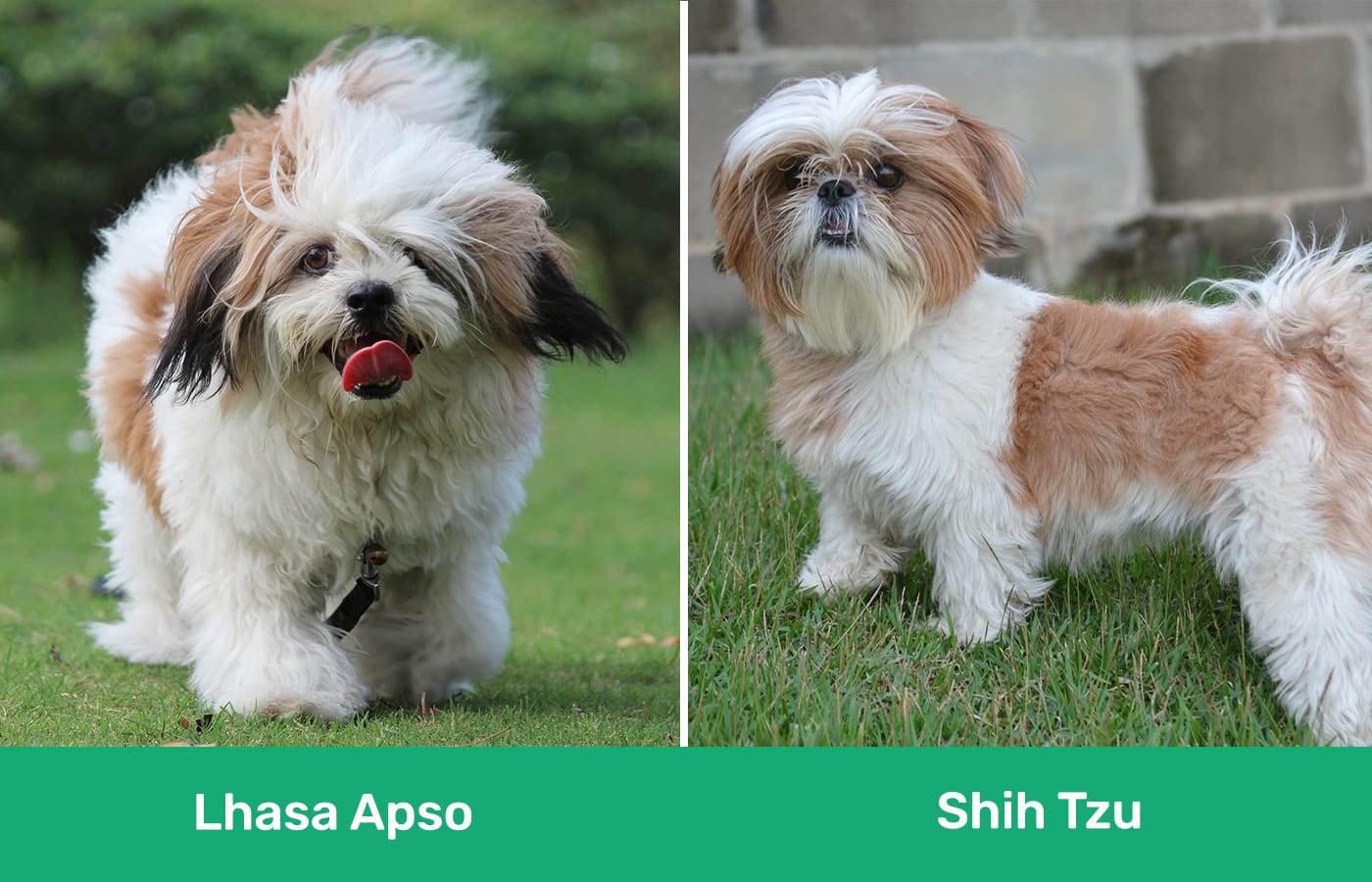 Lhasa Apso vs Shih Tzu side by side