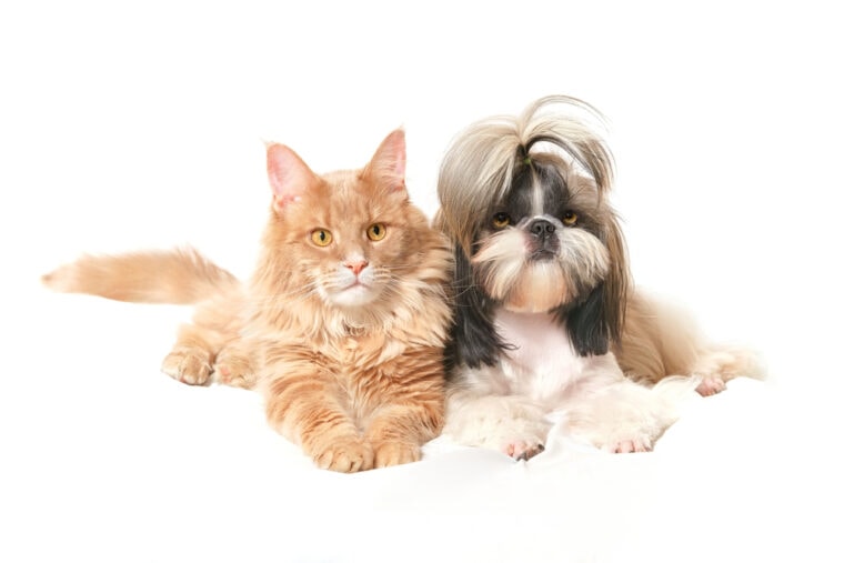 Maine Coon cat and Shih Tzu dog