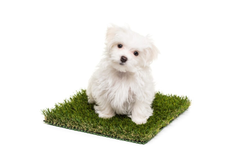 Maltese puppy on artificial grass