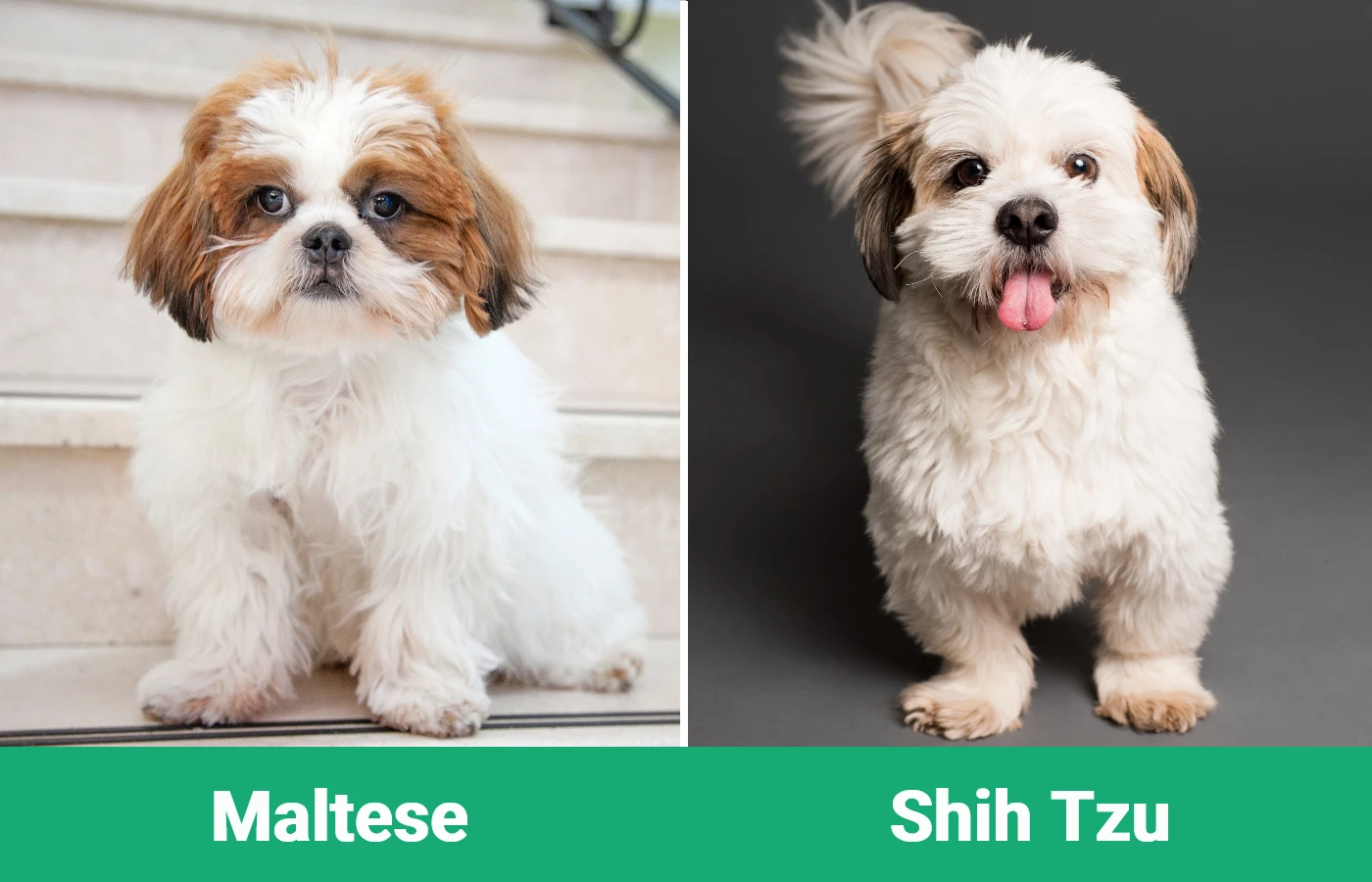 Maltese vs Shih Tzu - Visual Differences