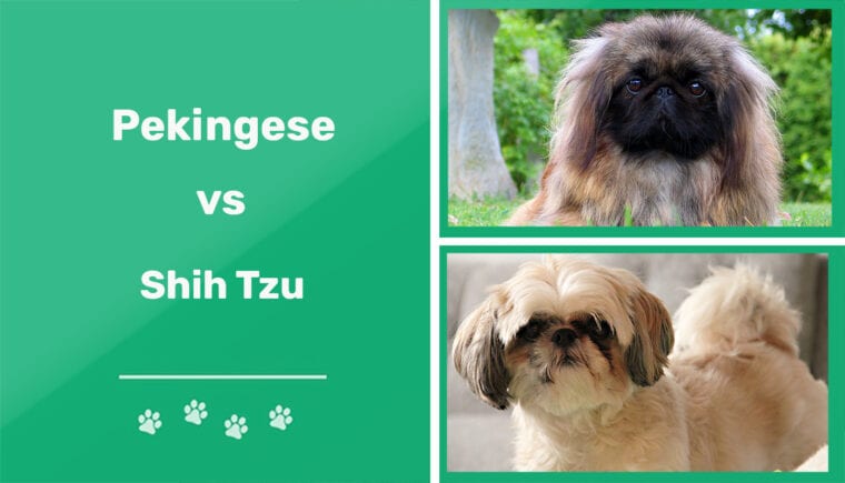 Pekingese vs Shih Tzu