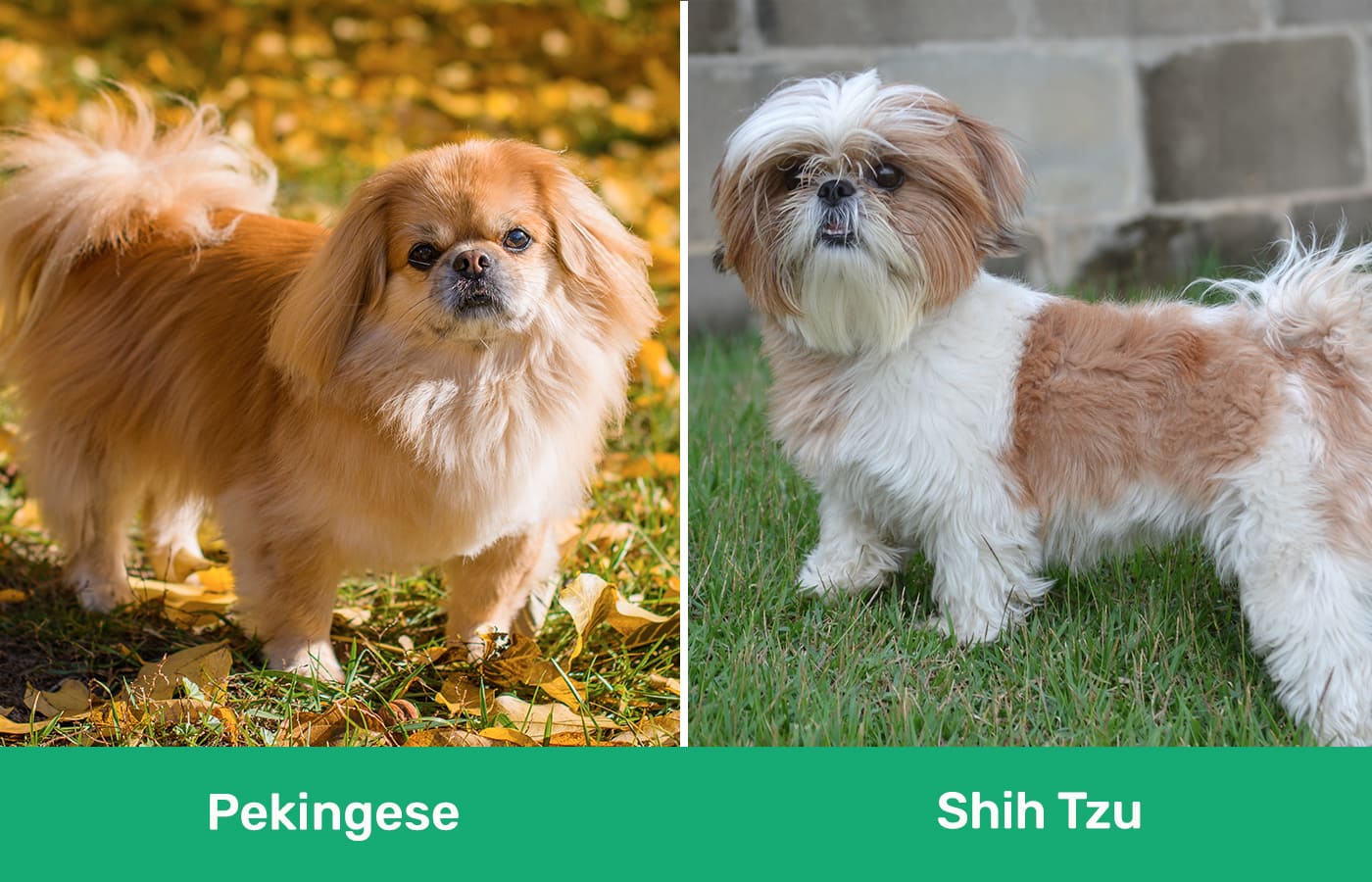 Pekingese vs Shih Tzu side by side