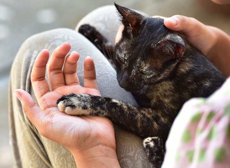 Pet cat resting in the lap of a teenage girl, with its paw on the palm