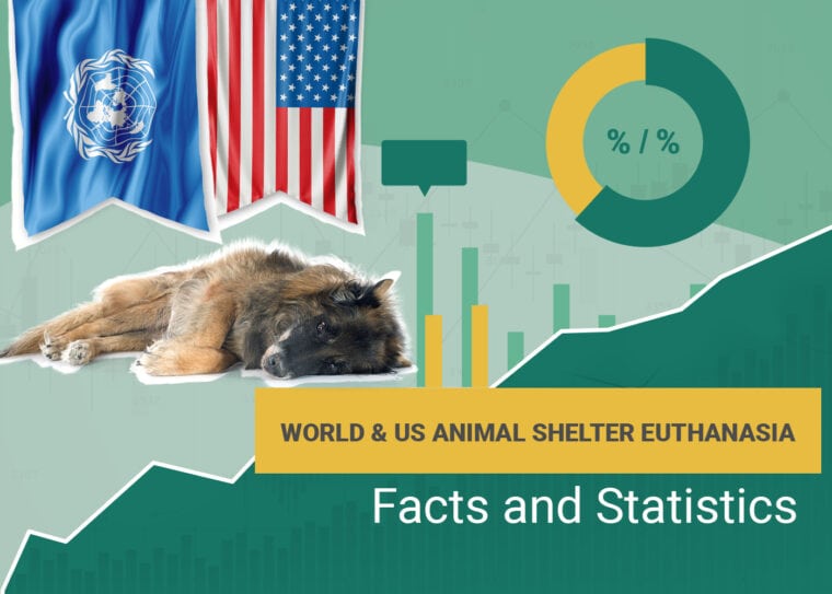 World & US Animal Shelter Euthanasia Facts and Statistics