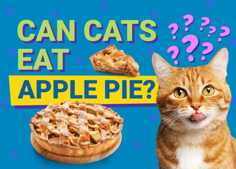 PetKeen_Can Cats Eat_apple pie