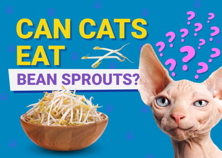 PetKeen_Can Cats Eat_bean sprouts