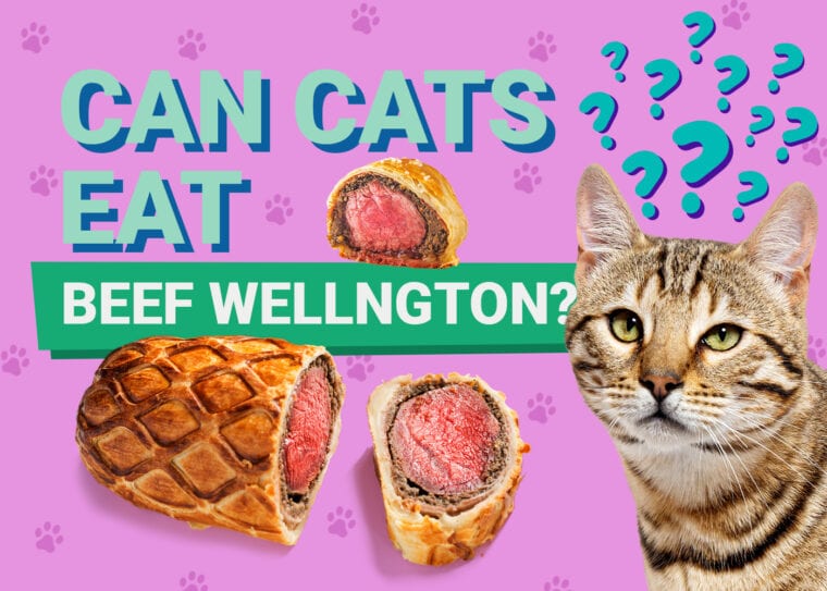 PetKeen_Can Cats Eat_beef wellington