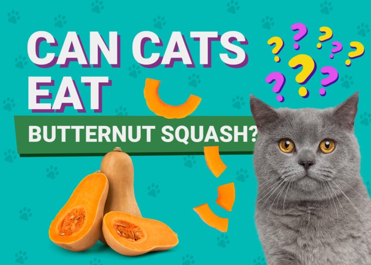 PetKeen_Can Cats Eat_butternut squash