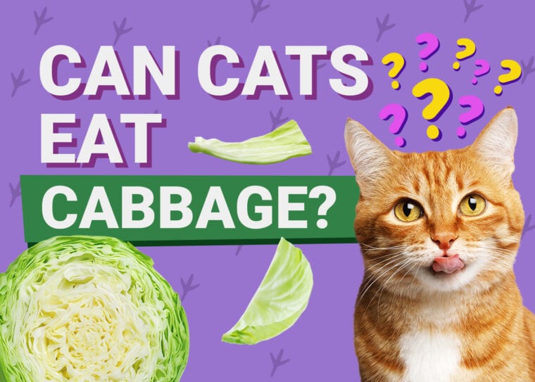 PetKeen_Can Cats Eat_cabbage (1)
