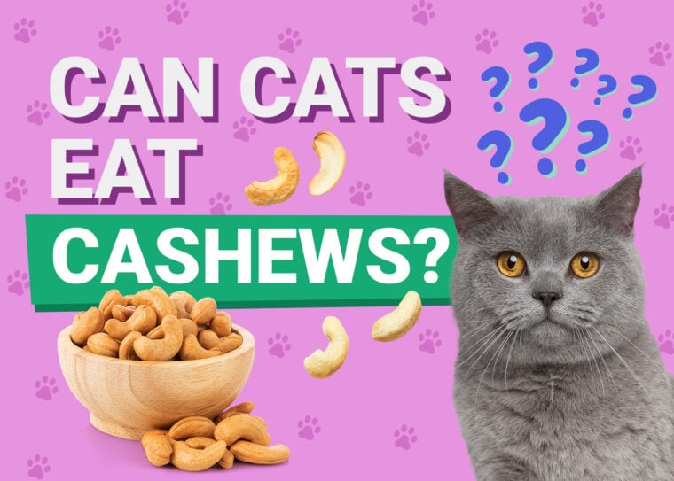 PetKeen_Can Cats Eat_cashews