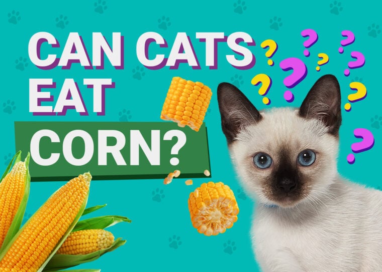 PetKeen_Can Cats Eat_corn