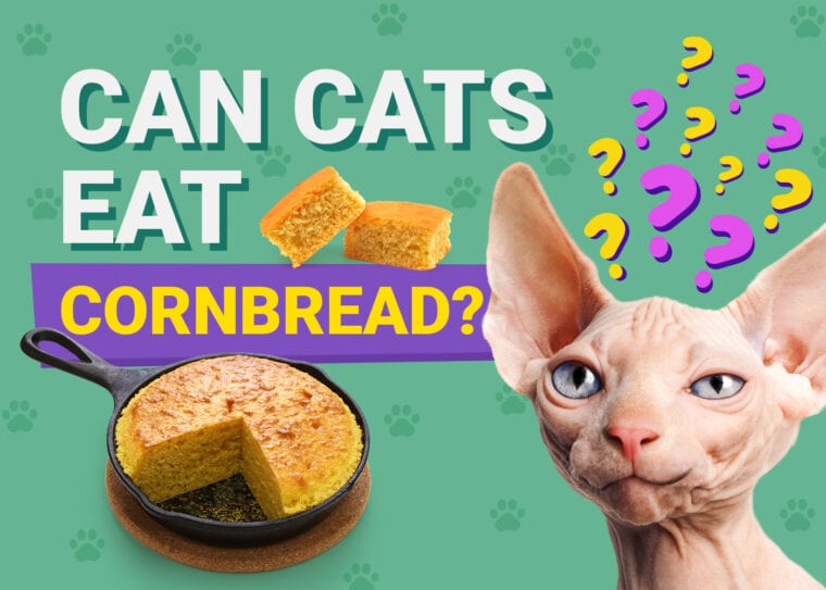 PetKeen_Can Cats Eat_cornbread