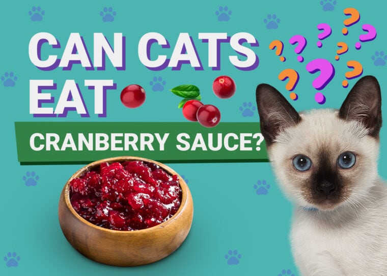 PetKeen_Can Cats Eat_cranberry sauce