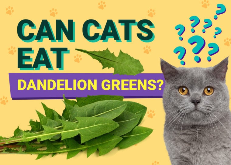 PetKeen_Can Cats Eat_dandelion greens