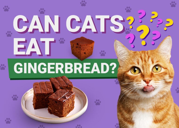 PetKeen_Can Cats Eat_gingerbread
