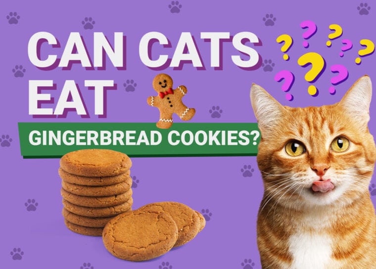 PetKeen_Can Cats Eat_gingerbread cookies