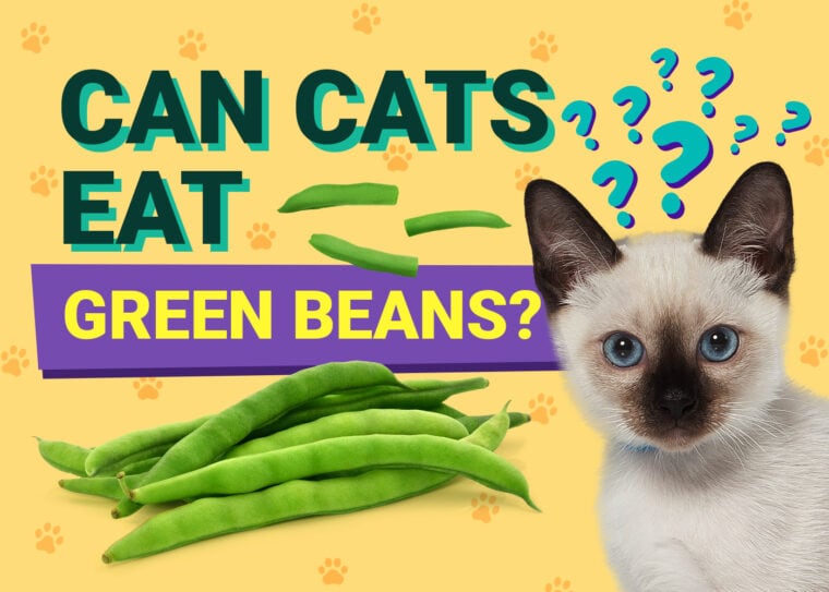 PetKeen_Can Cats Eat_green beans