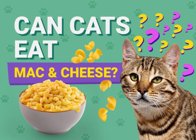 PetKeen_Can Cats Eat_mac cheese