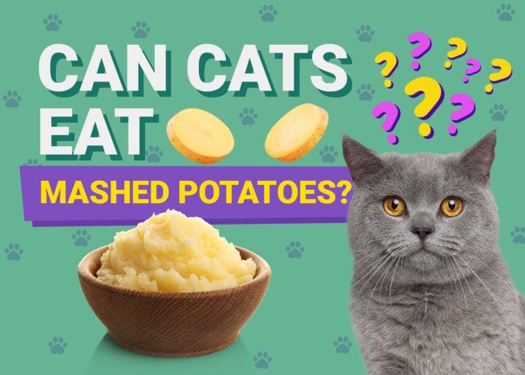 PetKeen_Can Cats Eat_mashed potatoes