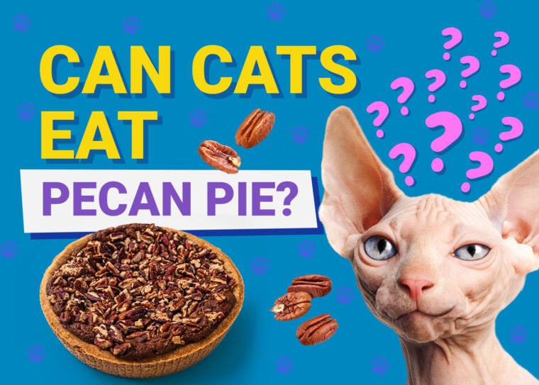 PetKeen_Can Cats Eat_pecan pie