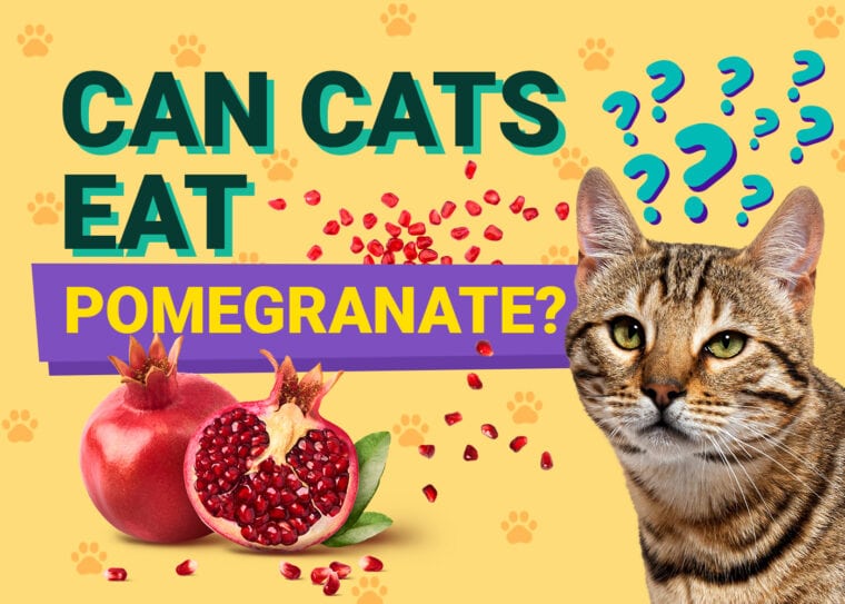 PetKeen_Can Cats Eat_pomegranate