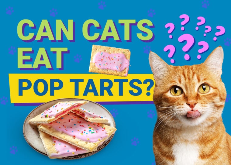 PetKeen_Can Cats Eat_pop tarts