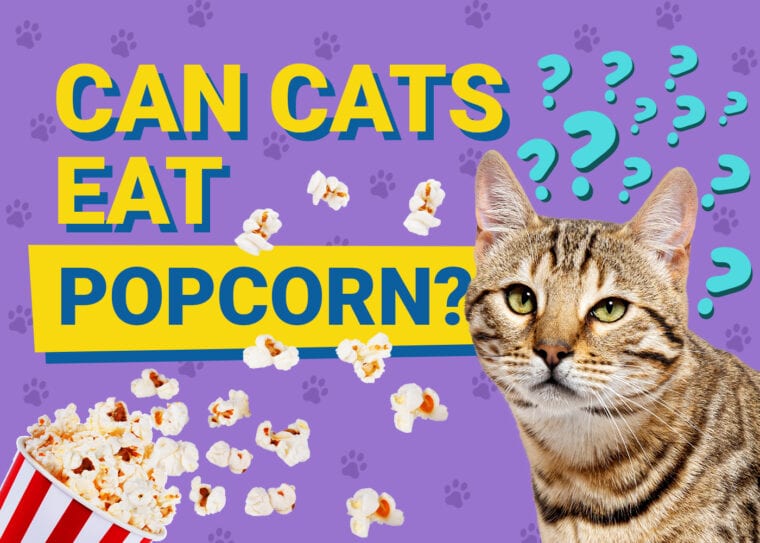 PetKeen_Can Cats Eat_popcorn