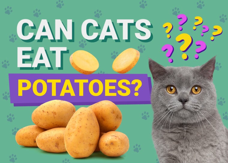 PetKeen_Can Cats Eat_potatoes